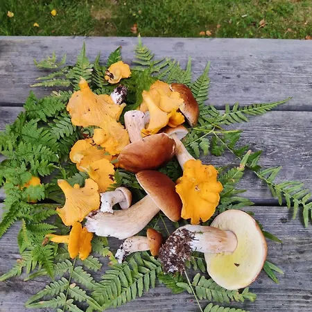 Villa Red House Parikkala