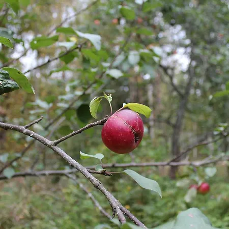 Вилла Red House