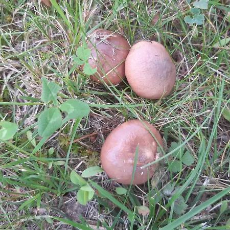 Вилла Red House